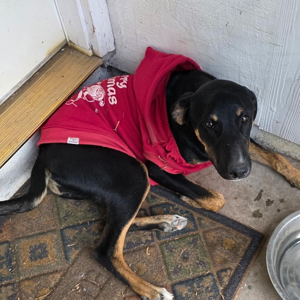 Enlarge Hope & Faith & Destiney, a Adoptable Doberman Pinscher in Seal Beach, CA image 5/6