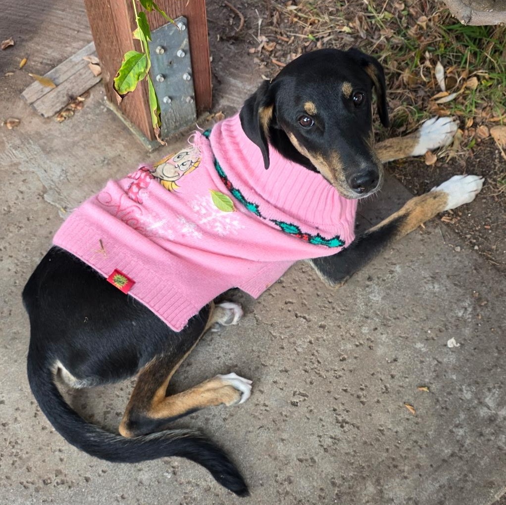 Enlarge Hope & Faith & Destiney, a Adoptable Doberman Pinscher in Seal Beach, CA image 6/6
