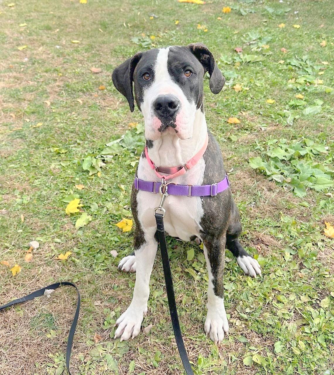 Athena-Gorgeous & friendly girl, Adoptable, Adult Female Mixed Breed.