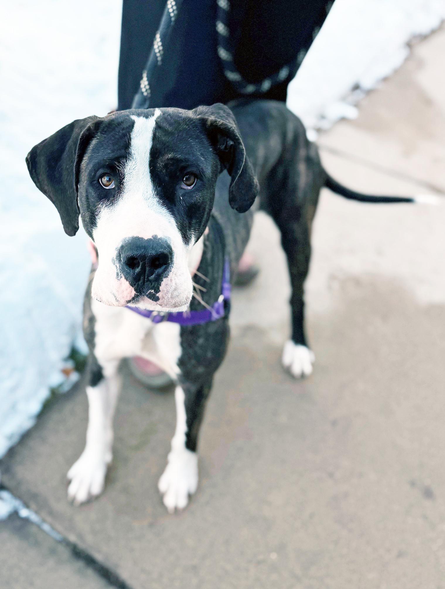 Athena-Gorgeous & friendly girl, Adoptable, Adult Female Mixed Breed.