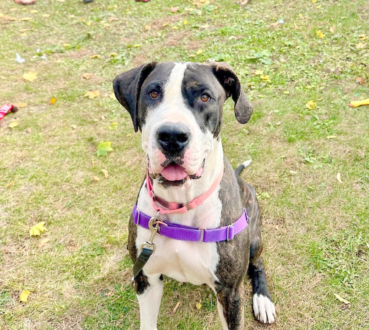 Enlarge Athena-Gorgeous & friendly girl, a Adoptable mixed breed in Oshkosh, WI image 2/4