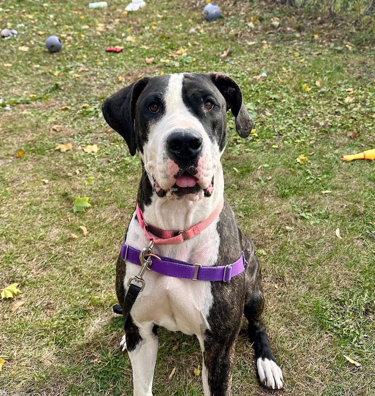Enlarge Athena-Gorgeous & friendly girl, a Adoptable mixed breed in Oshkosh, WI image 3/4