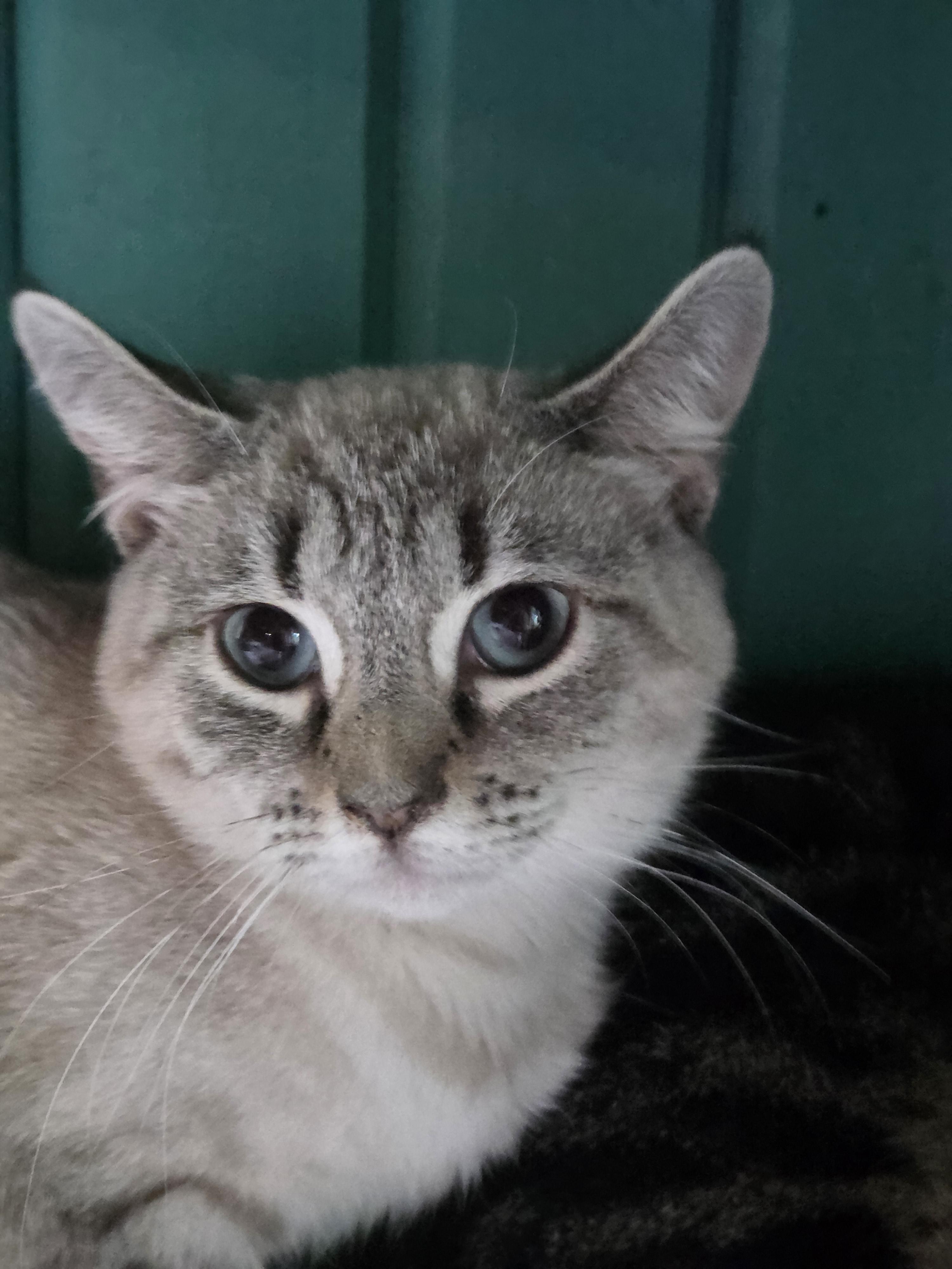 Casey, adopted, Young Female Siamese.
