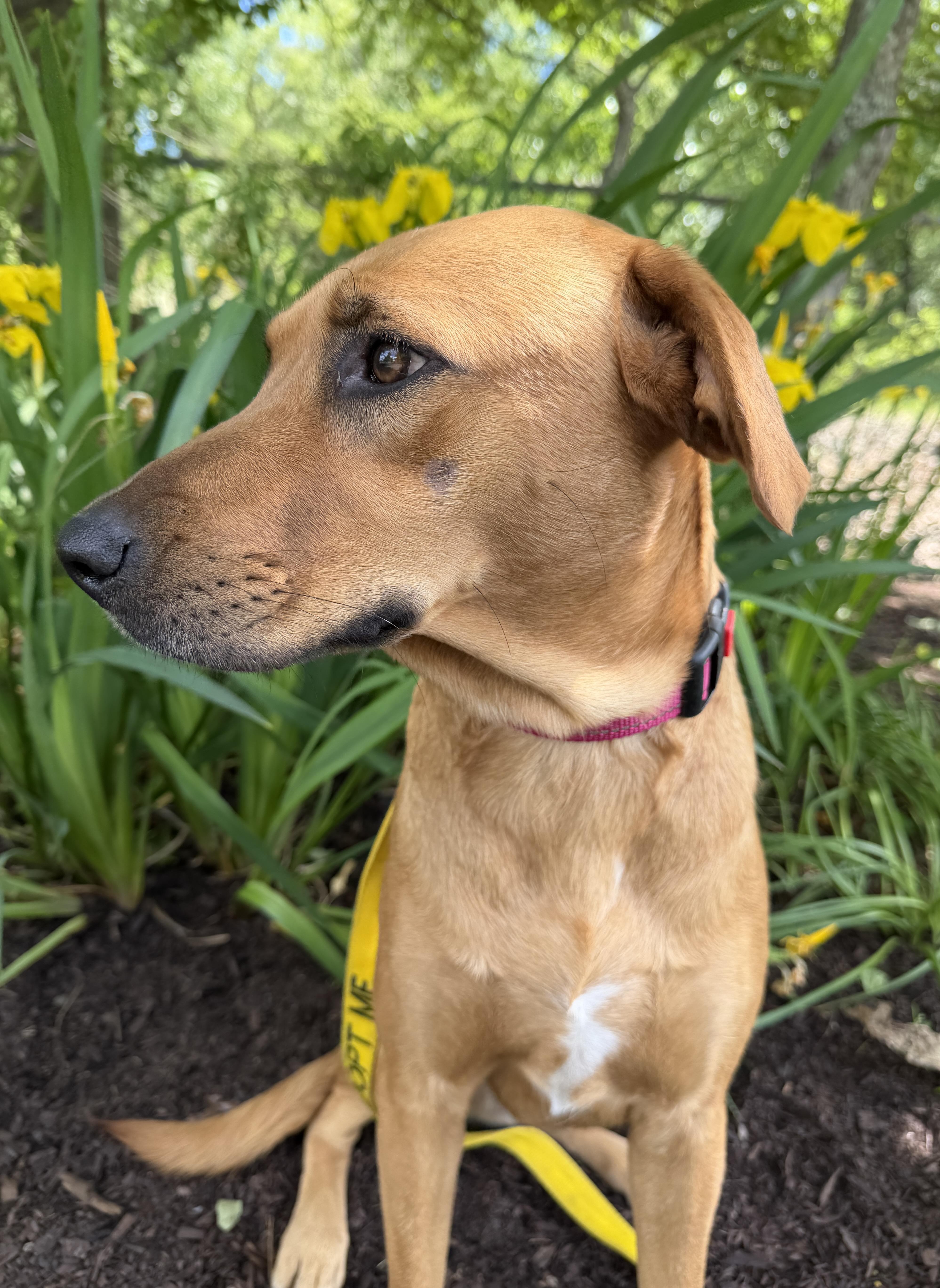 Enlarge Canela, a Adoptable mixed breed in Ridgefield, CT image 2/6