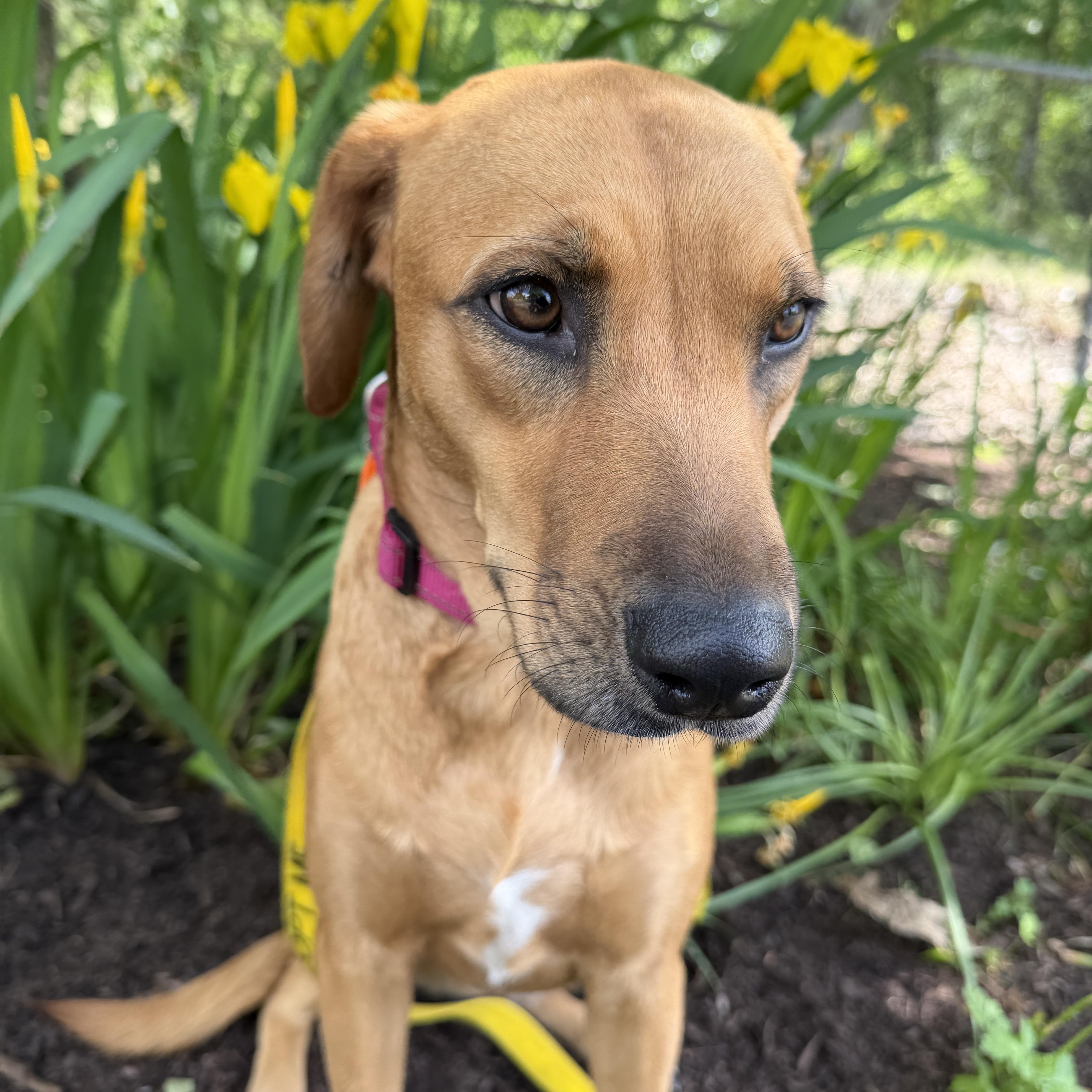 Enlarge Canela, a Adoptable mixed breed in Ridgefield, CT image 3/6