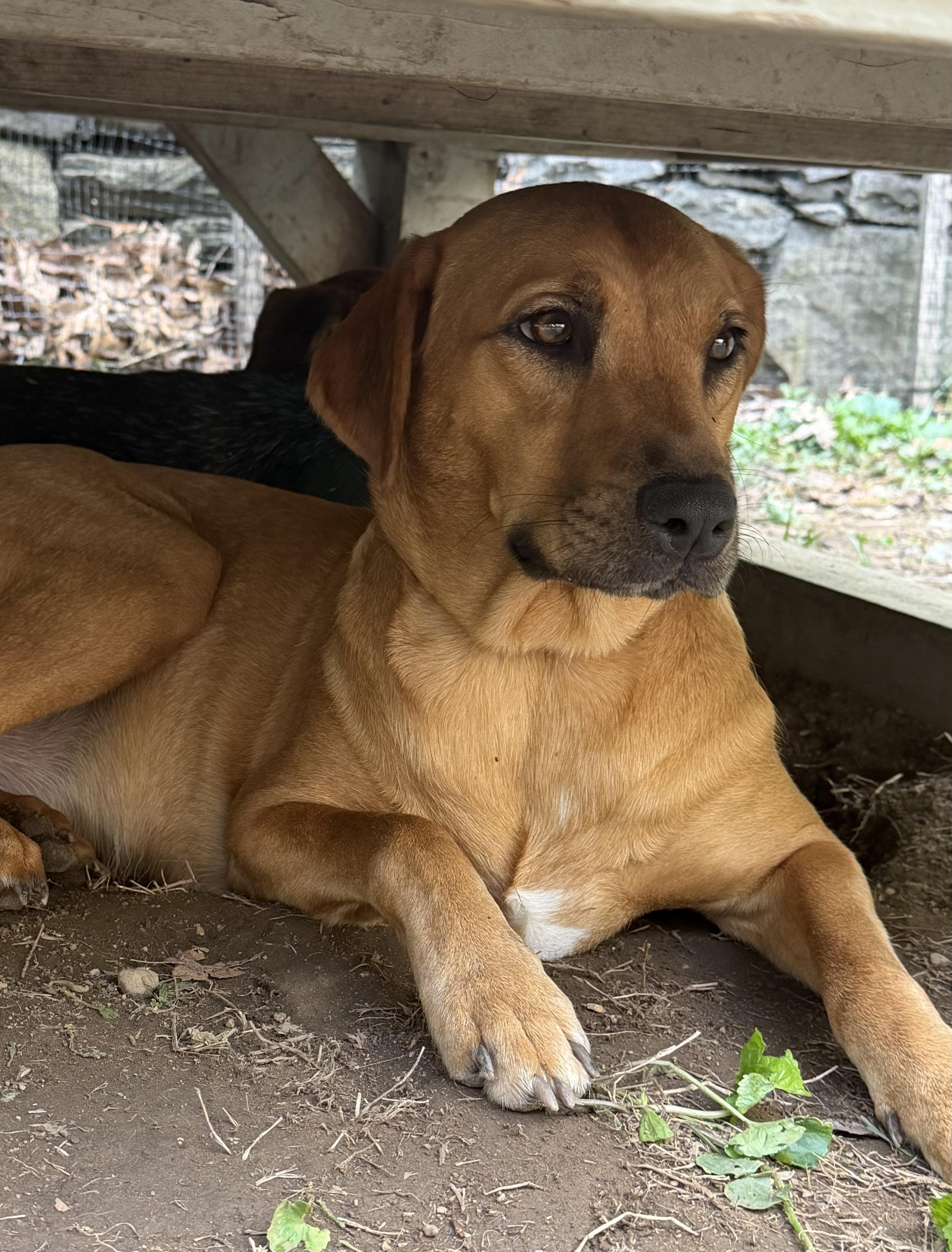 Enlarge Canela, a Adoptable mixed breed in Ridgefield, CT image 5/6