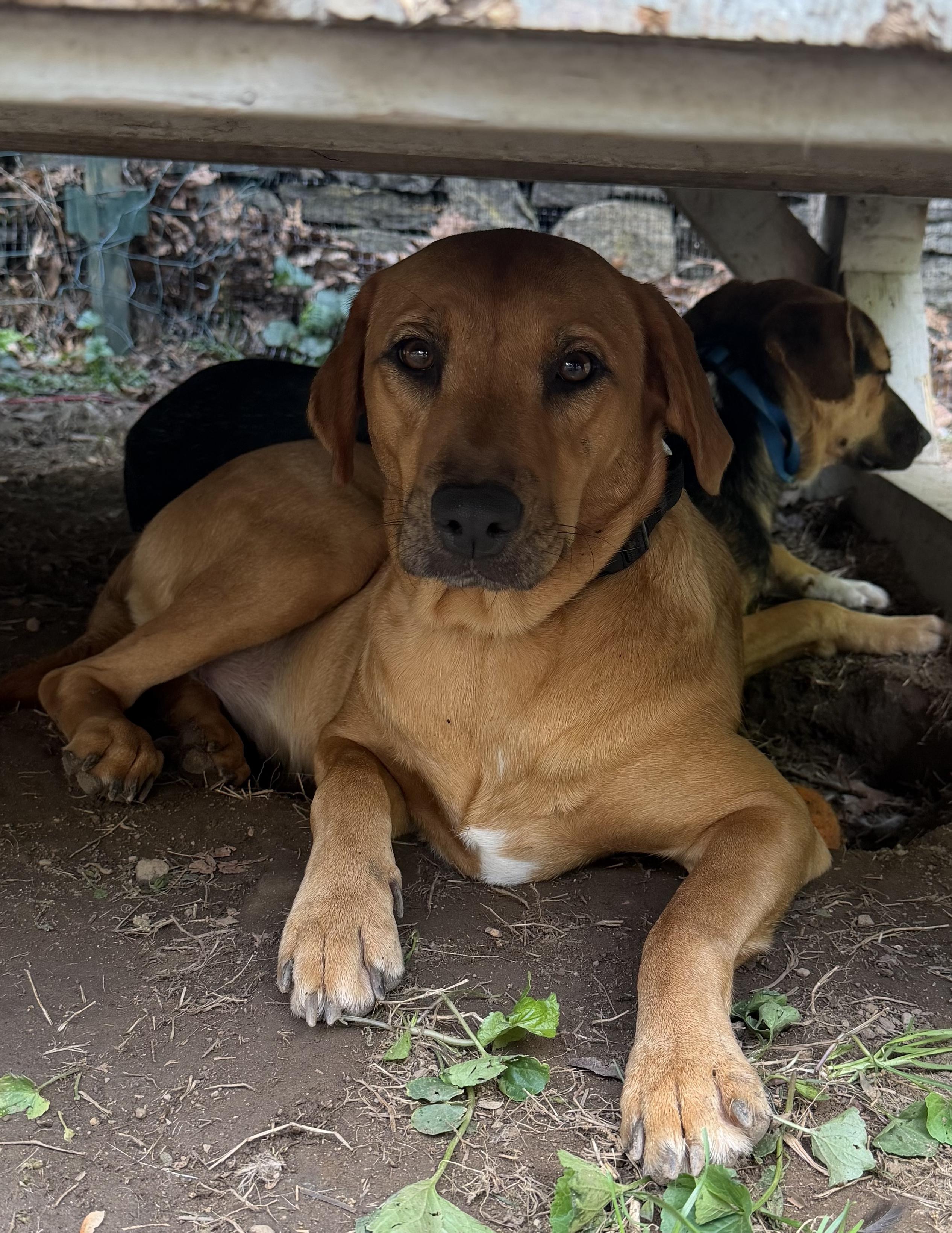 Enlarge Canela, a Adoptable mixed breed in Ridgefield, CT image 4/6