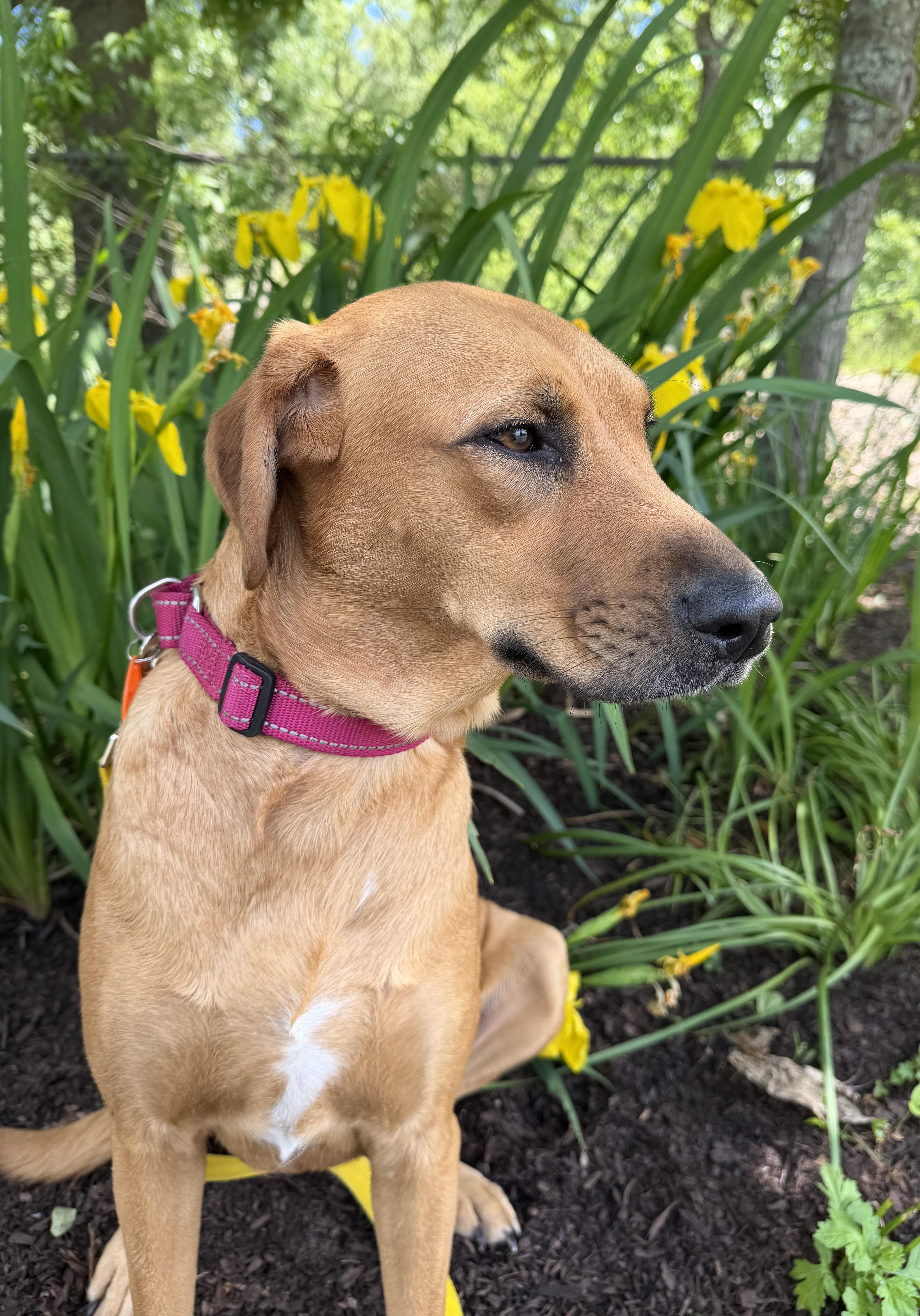 Canela, Adoptable, Young Female Rhodesian Ridgeback & Black Mouth Cur.