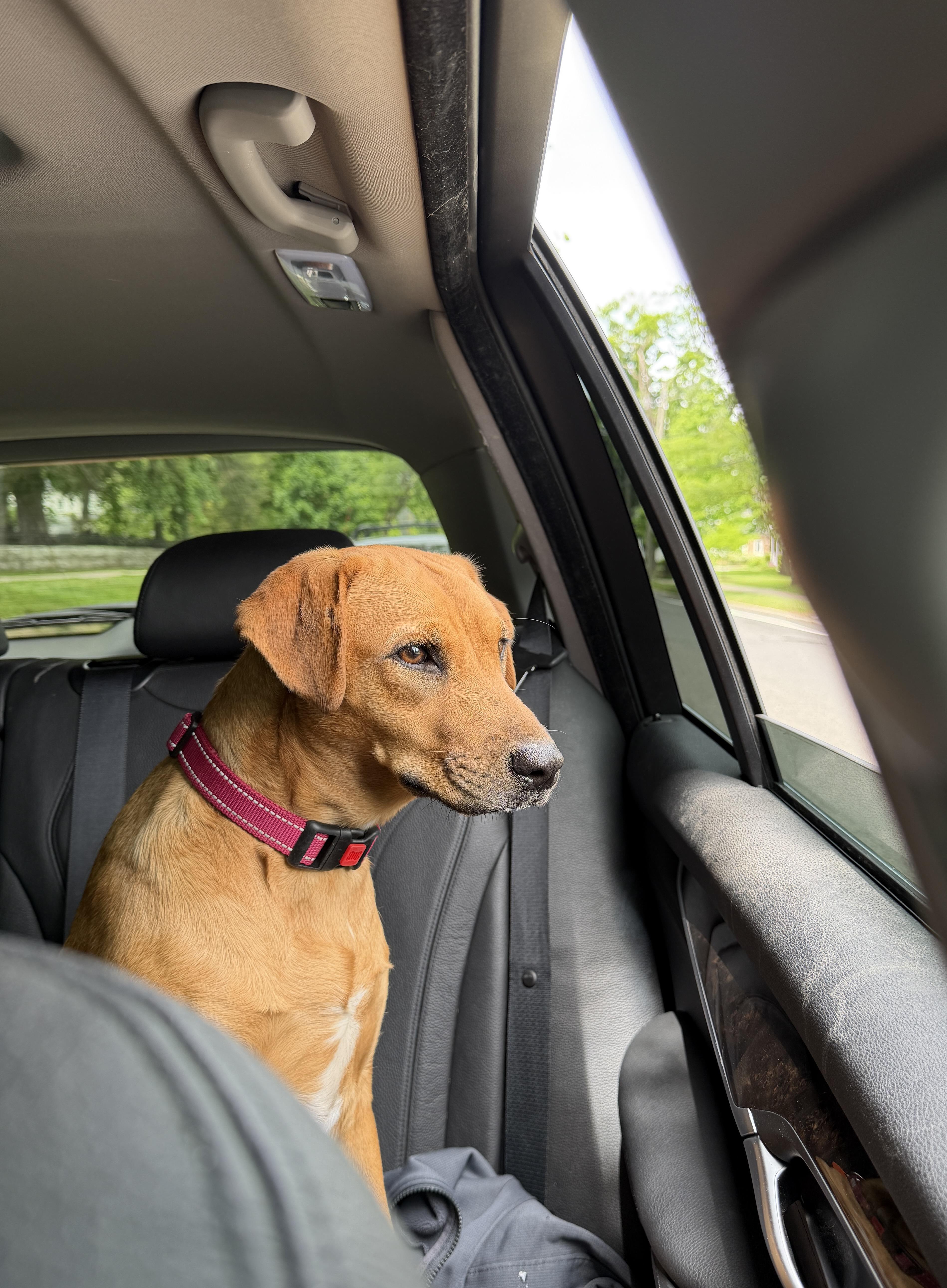 Enlarge Canela, a Adoptable mixed breed in Ridgefield, CT image 6/6
