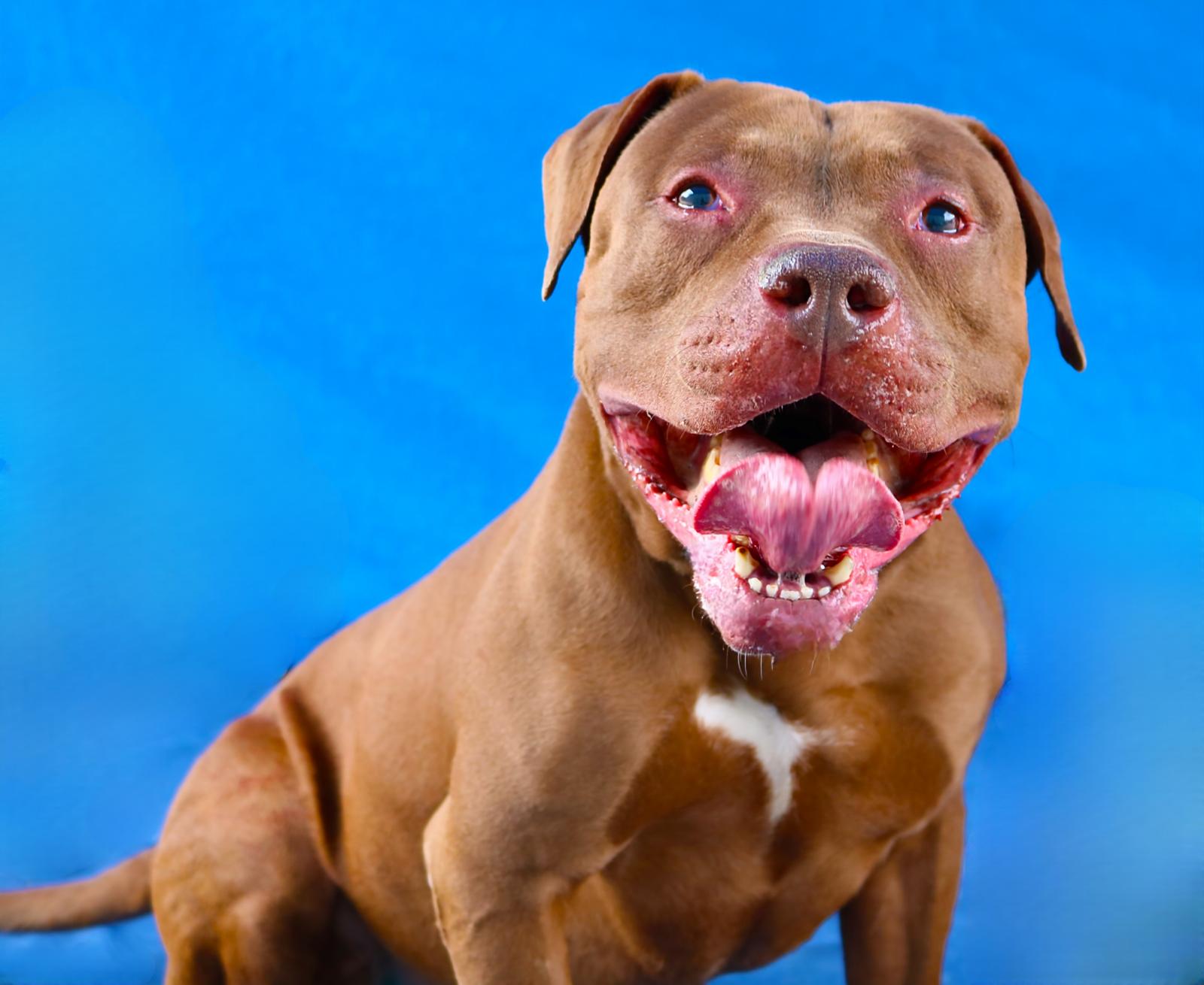 PETER, Adoptable, Adult Male Pit Bull Terrier.
