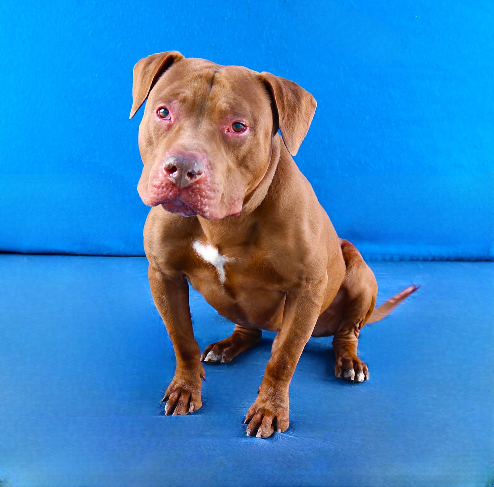 PETER, a Adoptable Pit Bull Terrier in Pasadena, CA image 2/2