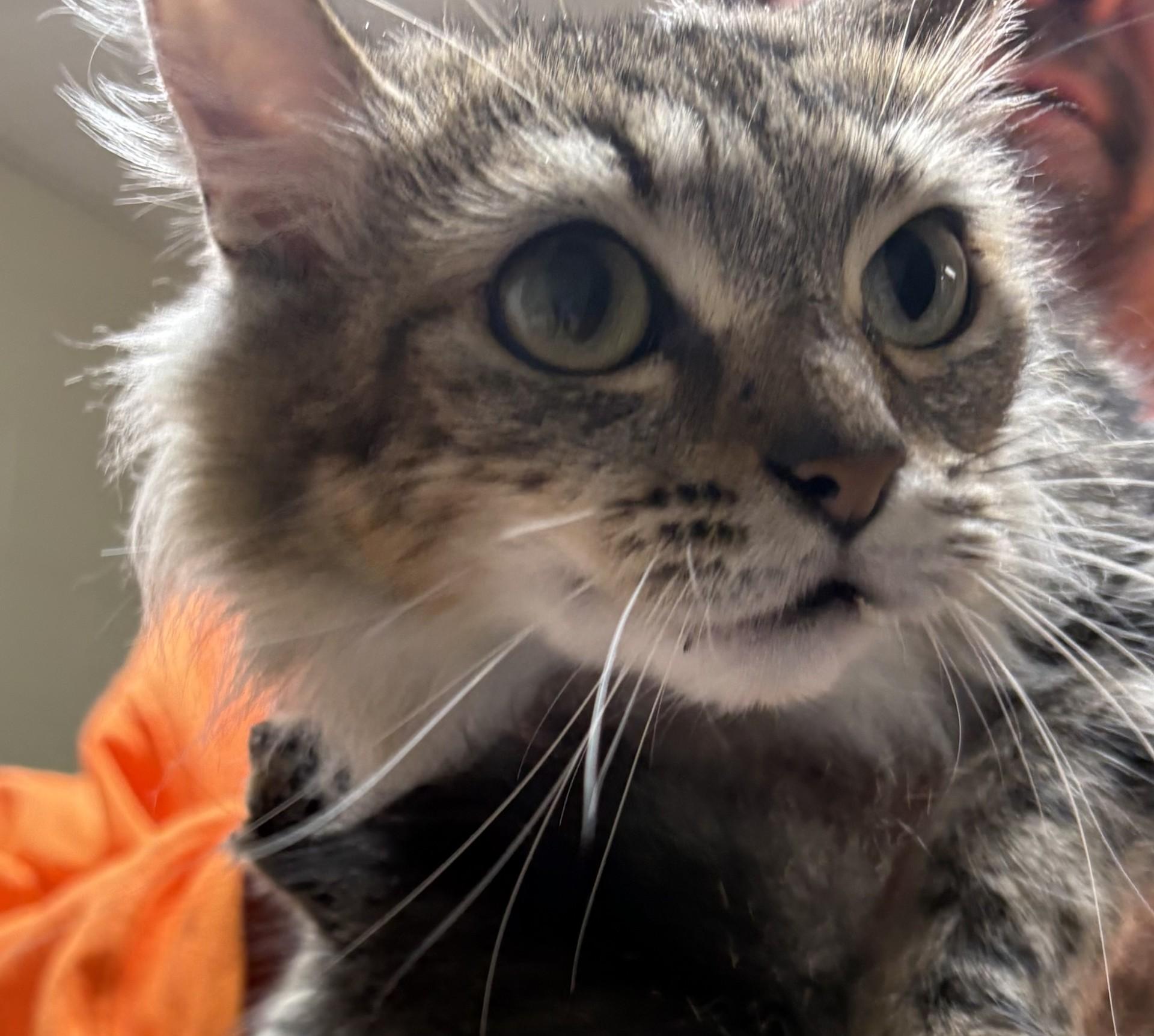 Trudy, Adoptable, Adult Female Domestic Medium Hair.