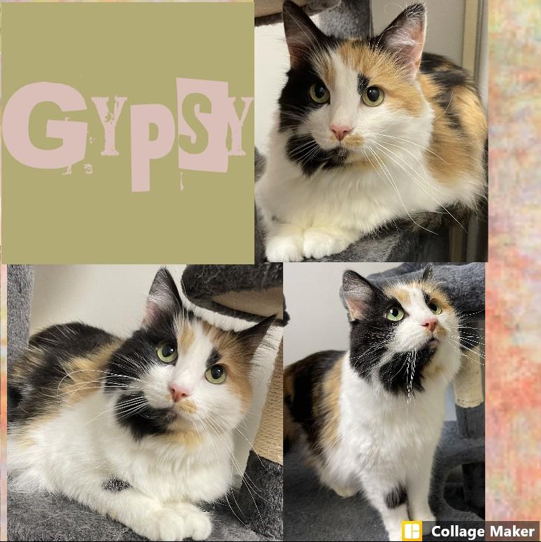 Enlarge Gypsy, a Adopted Domestic Medium Hair in Clearfield, PA image 1/1