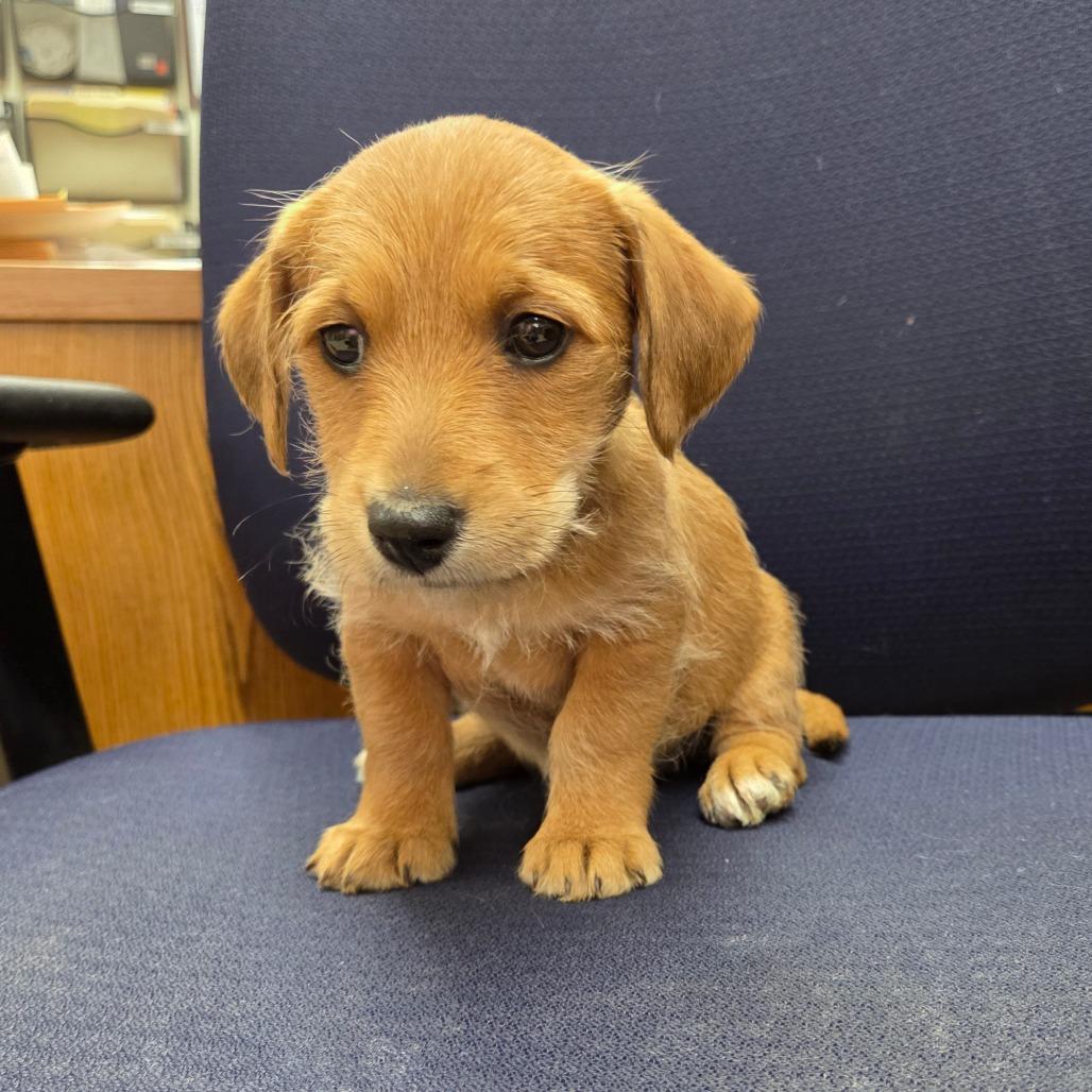 Foxtrot, Adoptable, Puppy Female Cairn Terrier & Beagle.