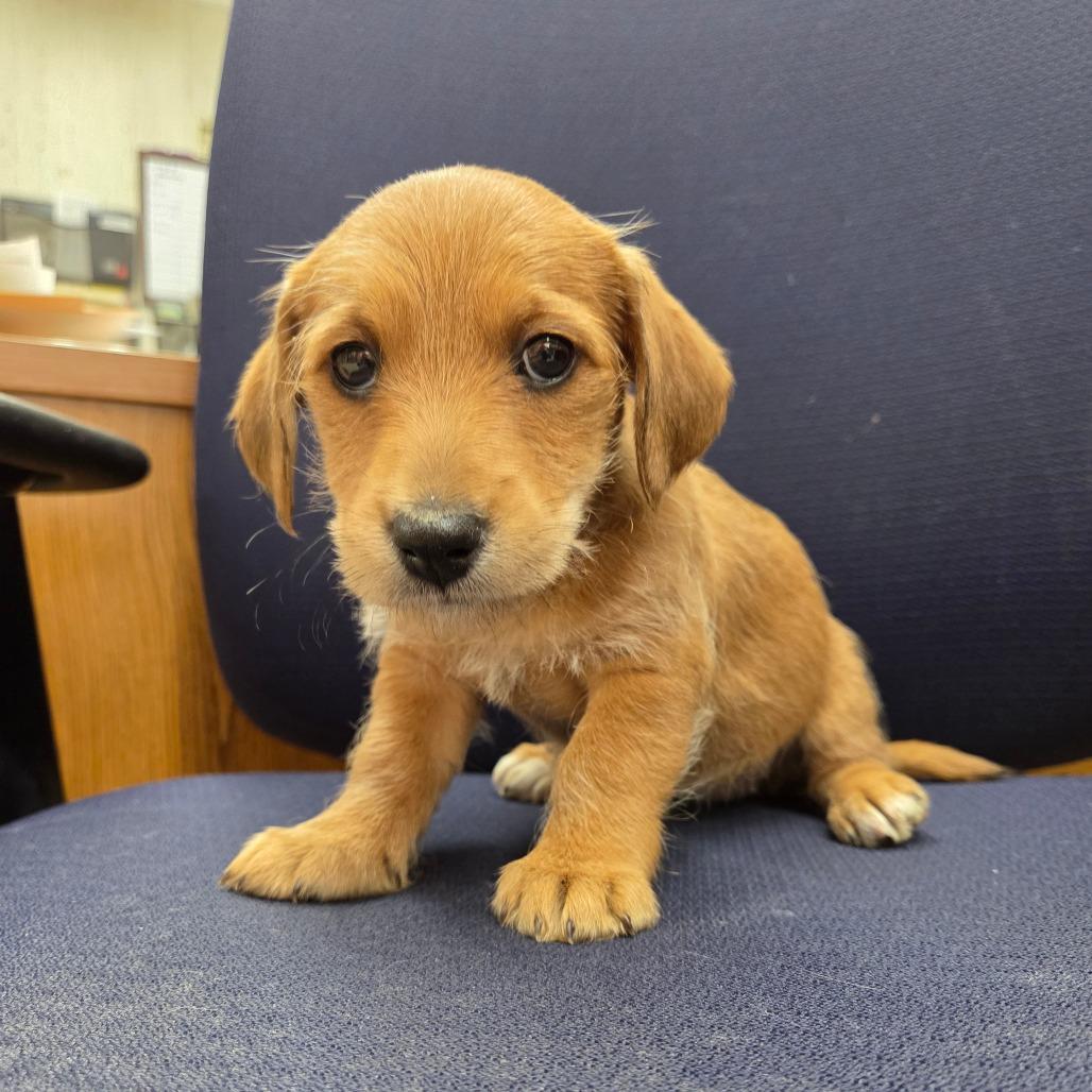 Enlarge Foxtrot, a Adoptable mixed breed in Breese, IL image 2/3