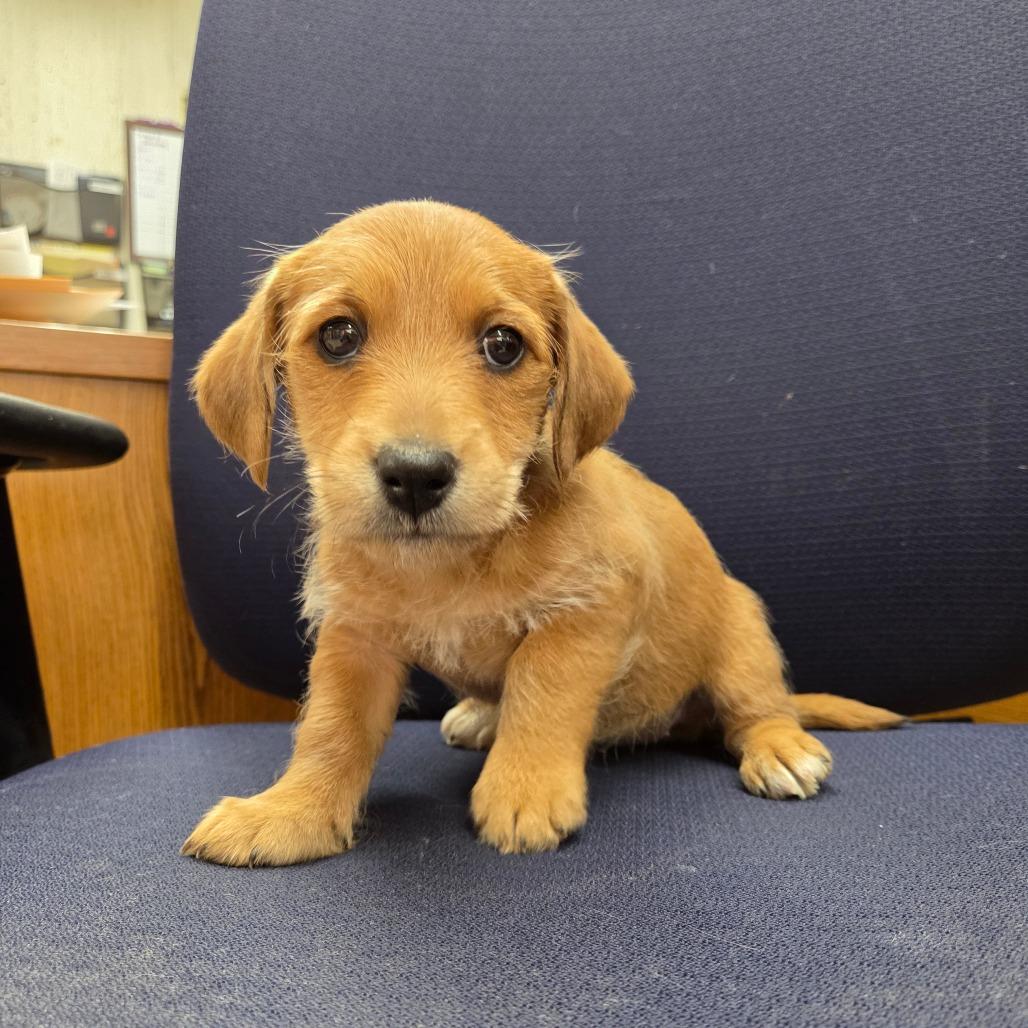 Enlarge Foxtrot, a Adoptable mixed breed in Breese, IL image 3/3