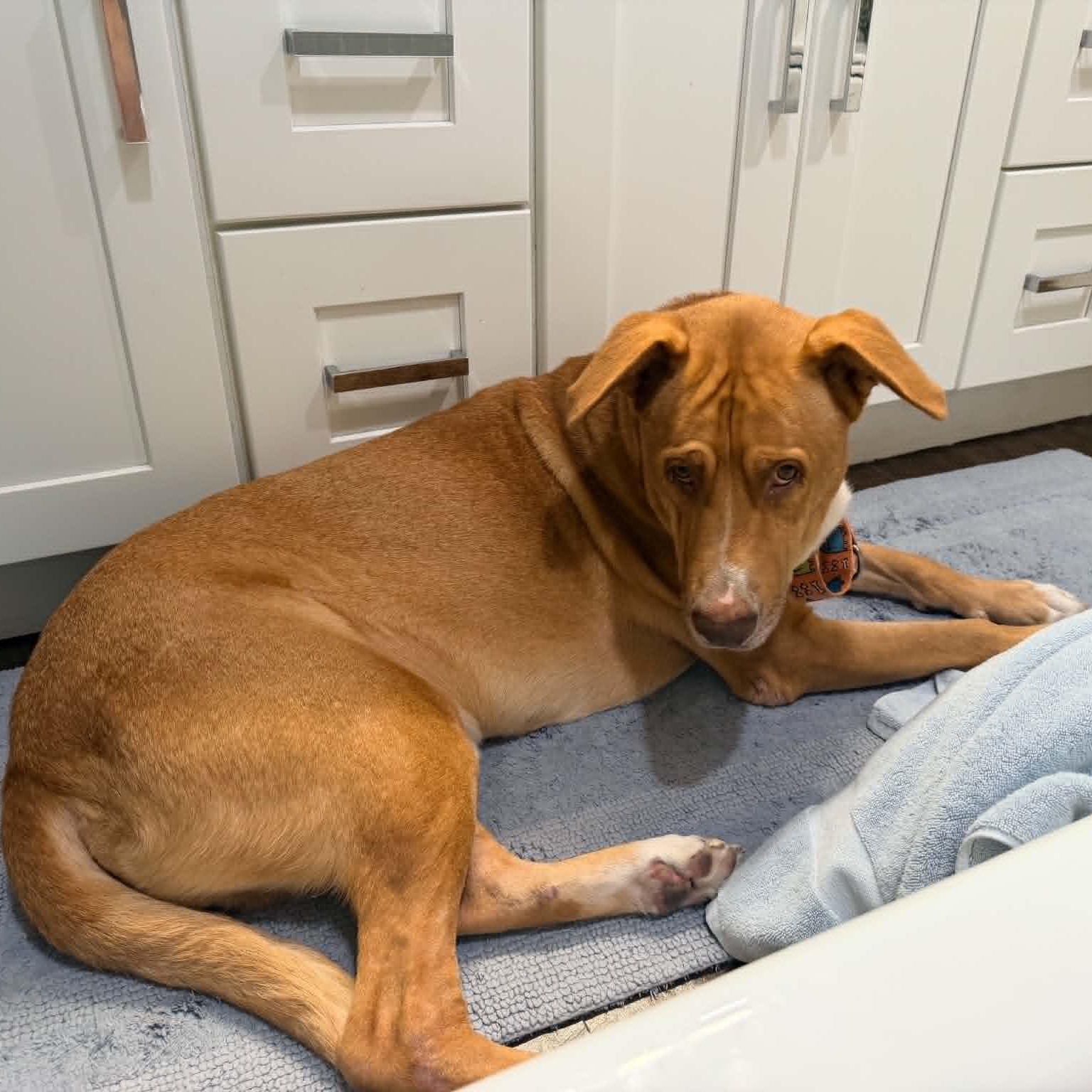 Enlarge Arthur, a Adoptable mixed breed in Burlington , VT image 6/6