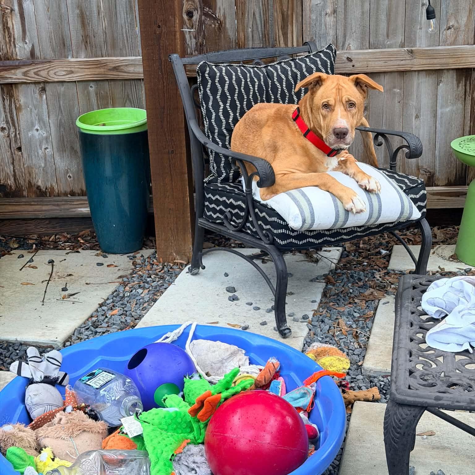 Enlarge Arthur, a Adoptable mixed breed in Burlington , VT image 4/6