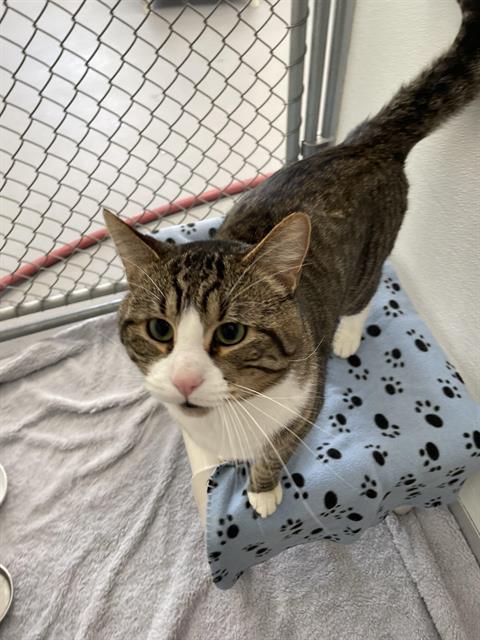 BIGGIE SMALLS, Adoptable, Young Male Domestic Short Hair.