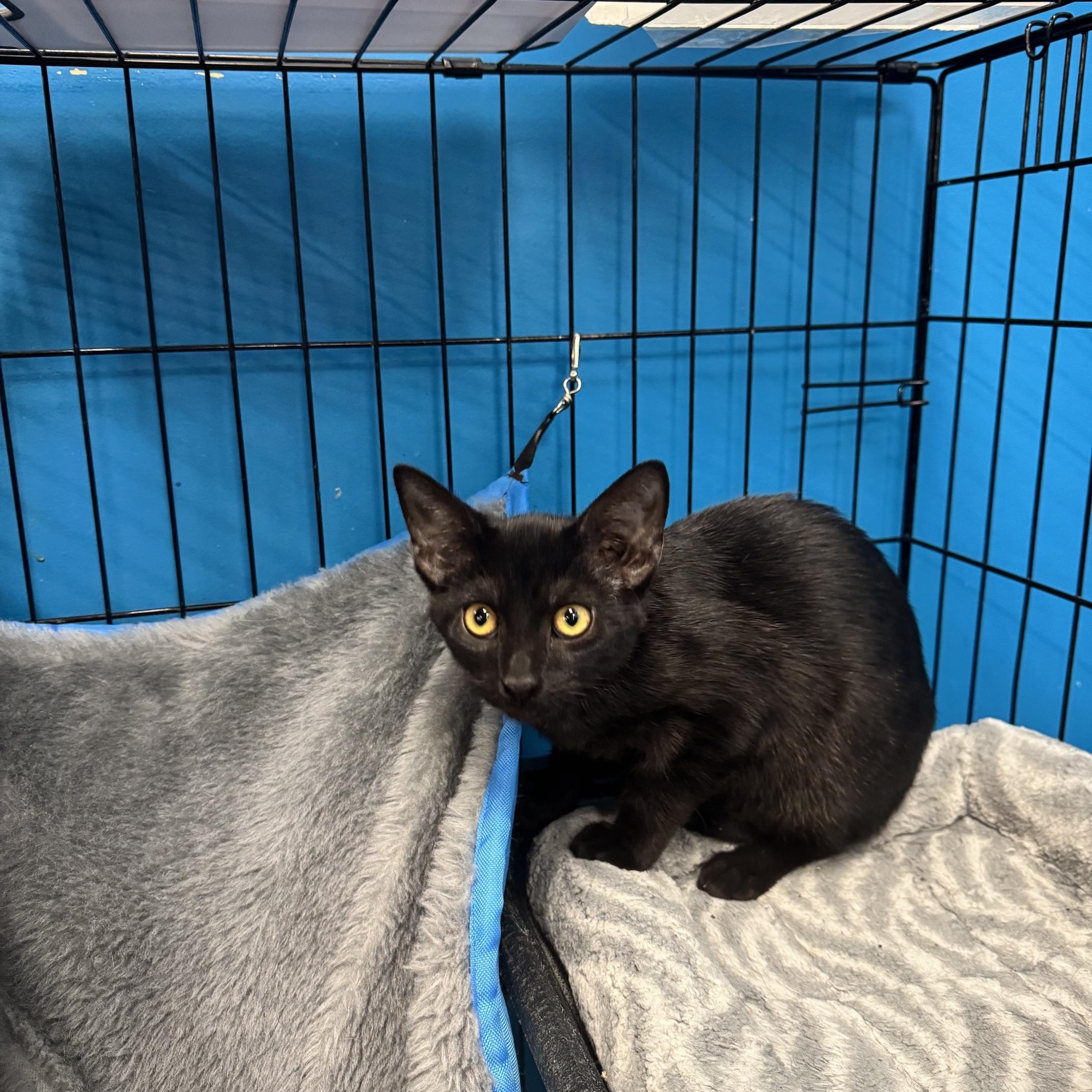 Enlarge Sampson, a Adoptable Domestic Short Hair in Louisville, KY image 1/2