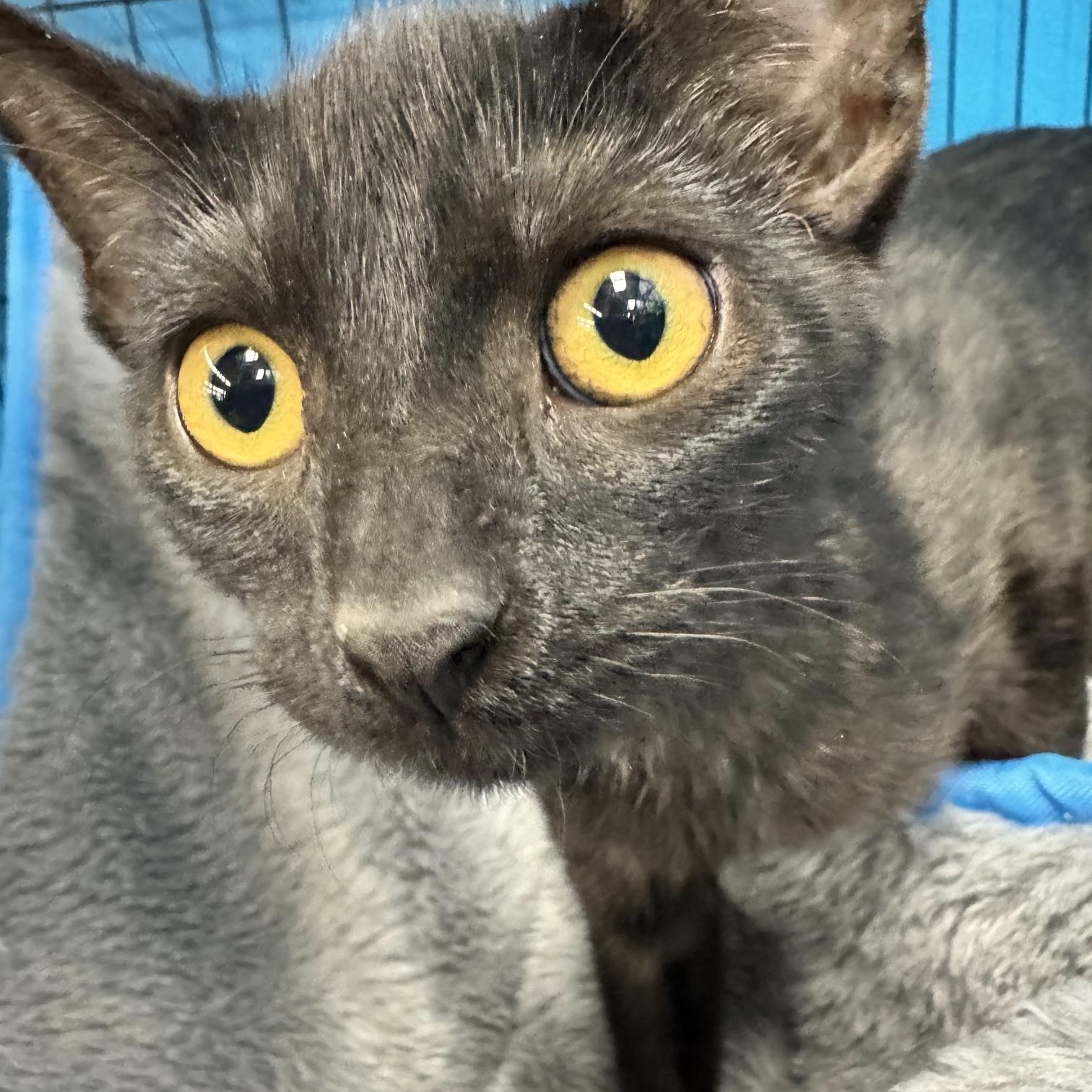 Enlarge Sampson, a Adoptable Domestic Short Hair in Louisville, KY image 2/2