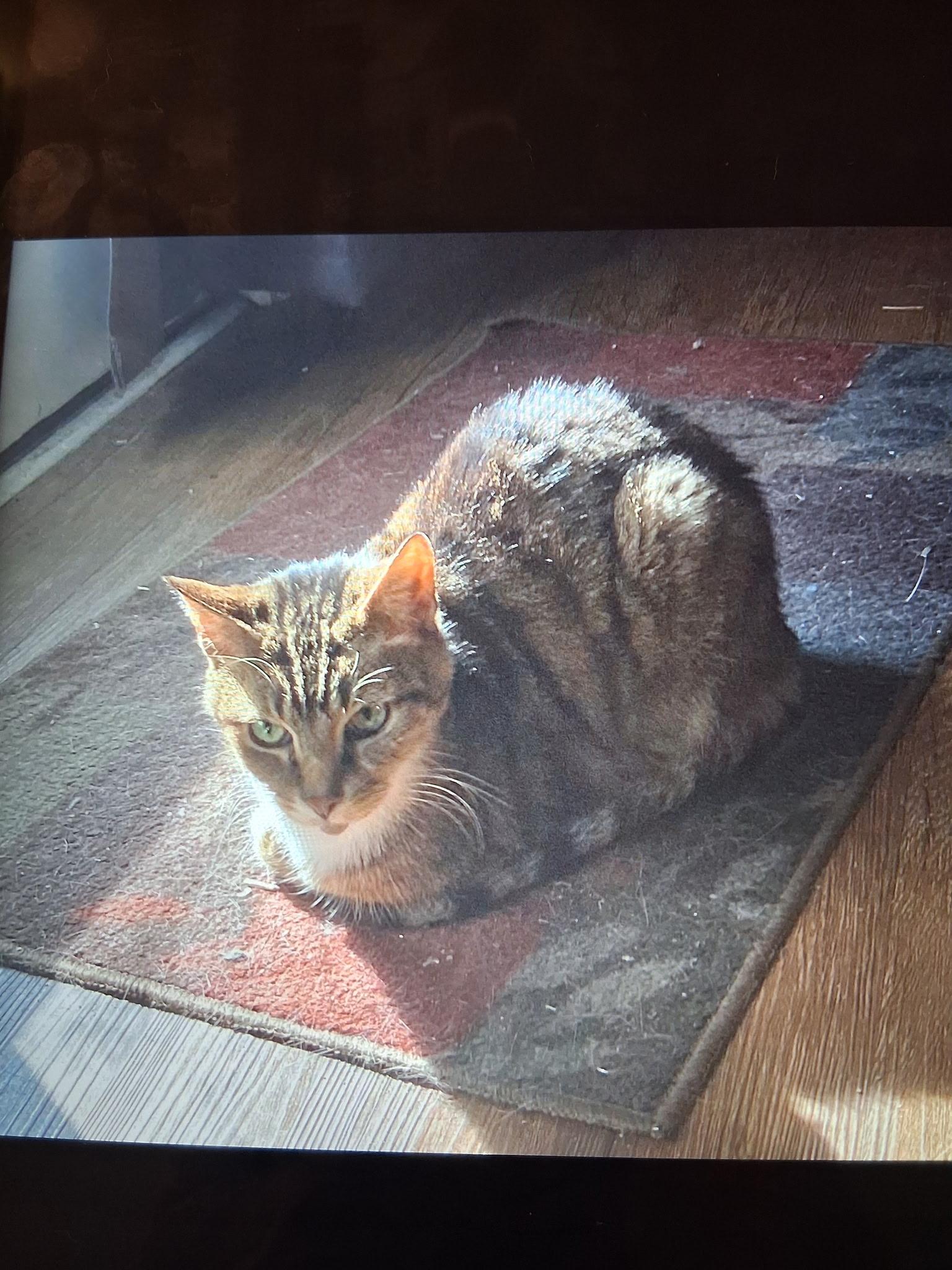 Jim or Jimmy, Adopted, Adult Male Domestic Short Hair.