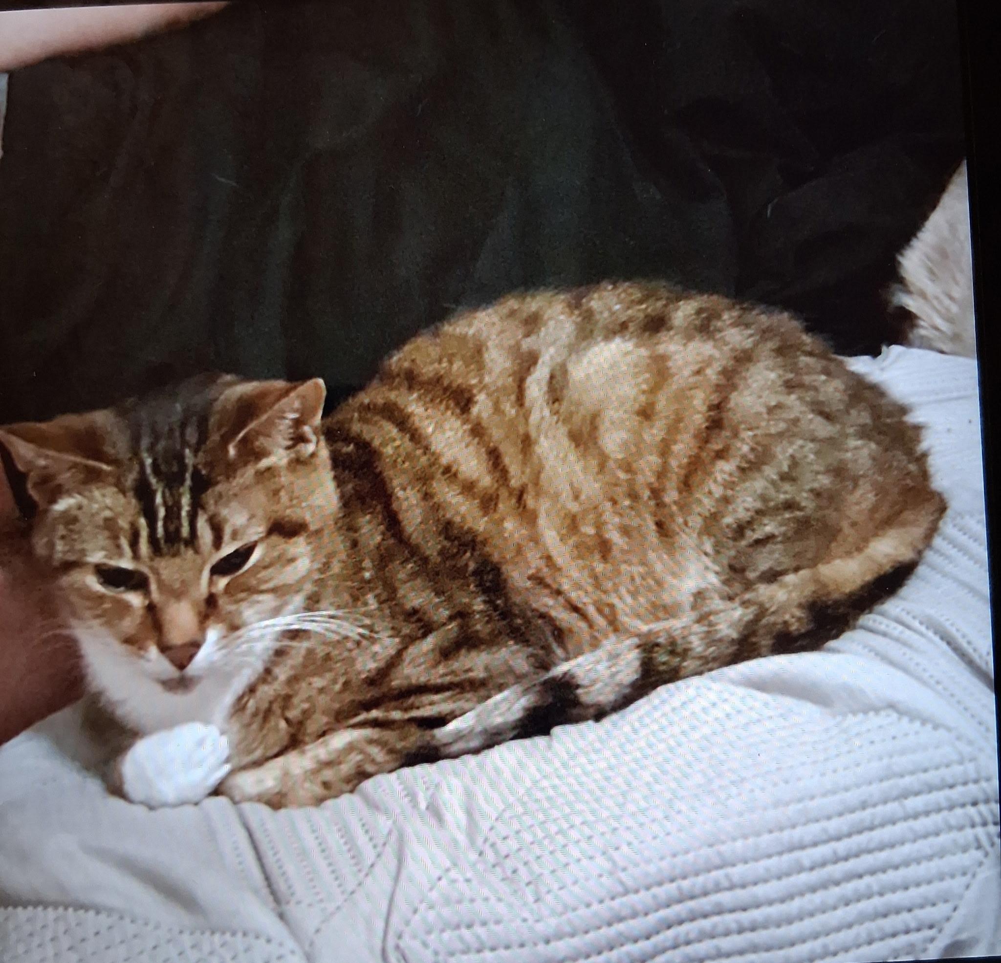 Jim or Jimmy, a Adopted mixed breed in Blacksburg, VA image 2/2