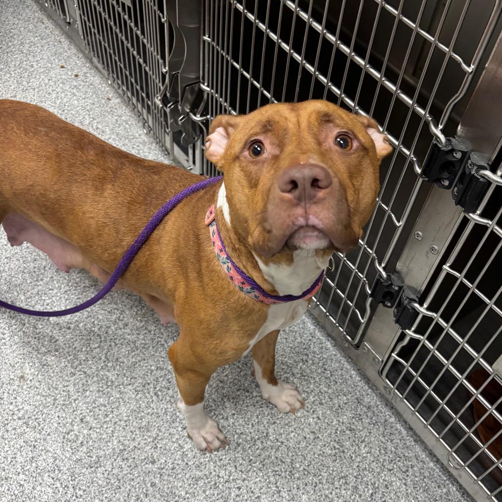 Summer, Adoptable, Adult Female American Staffordshire Terrier.