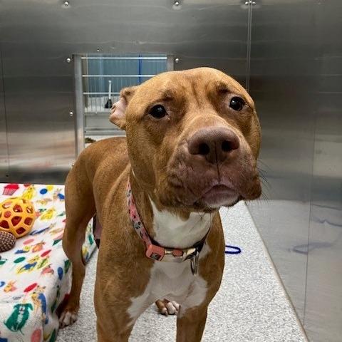Summer, a Adoptable American Staffordshire Terrier in Grand Rapids, MI image 2/2