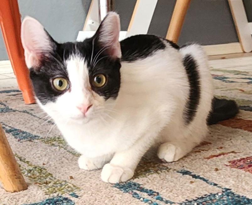 Brandy, Adopted, Young Female Domestic Short Hair.