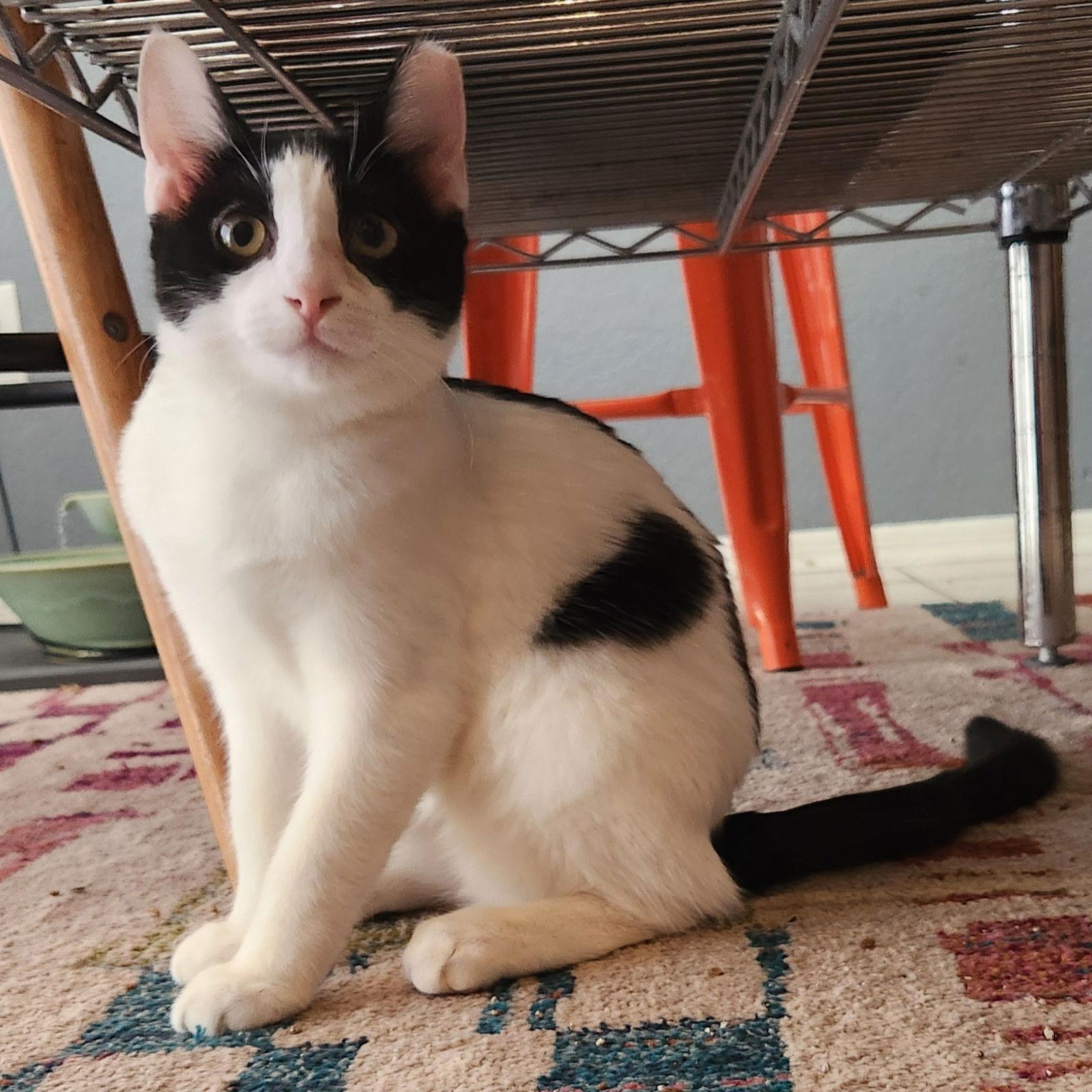 Enlarge Brandy, a Adopted Domestic Short Hair in Phoenix, AZ image 2/3