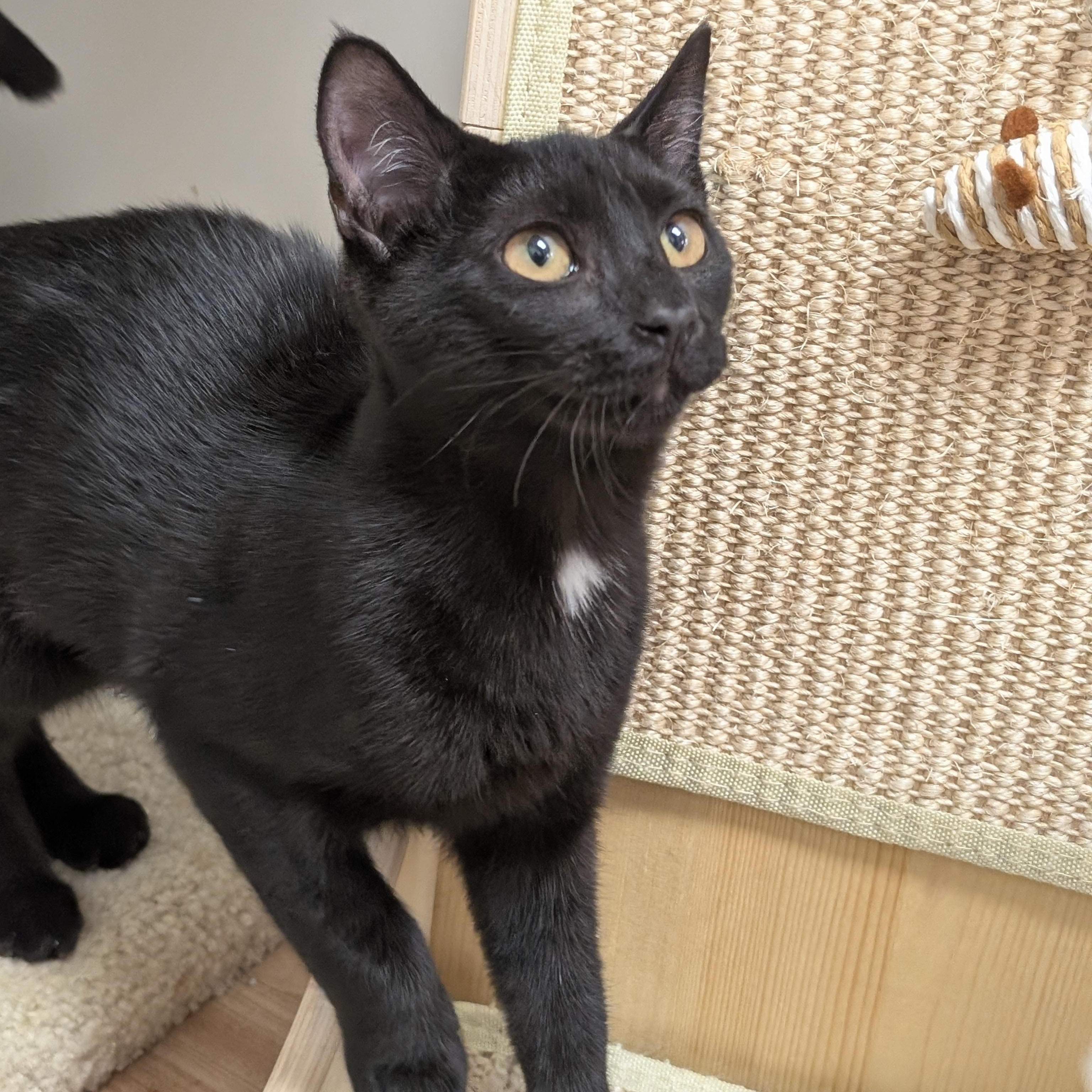 Spooky, Adoptable, Kitten Female Domestic Short Hair.