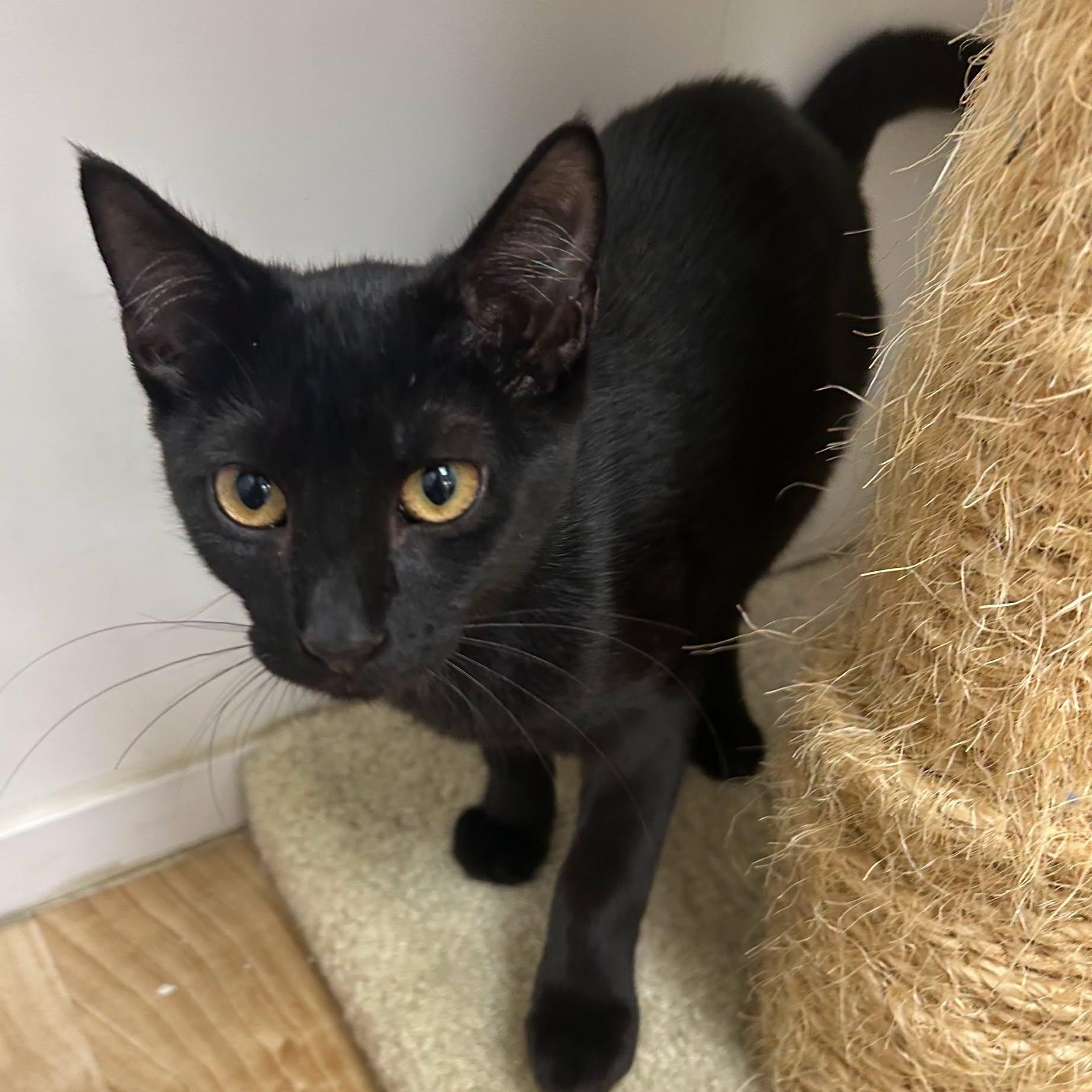 Enlarge Spooky, a Adoptable Domestic Short Hair in St. Augustine, FL image 2/2