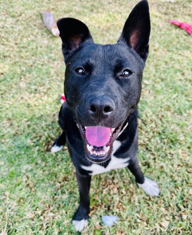 OLIVER, Adoptable, Young Male Husky & Pit Bull Terrier.