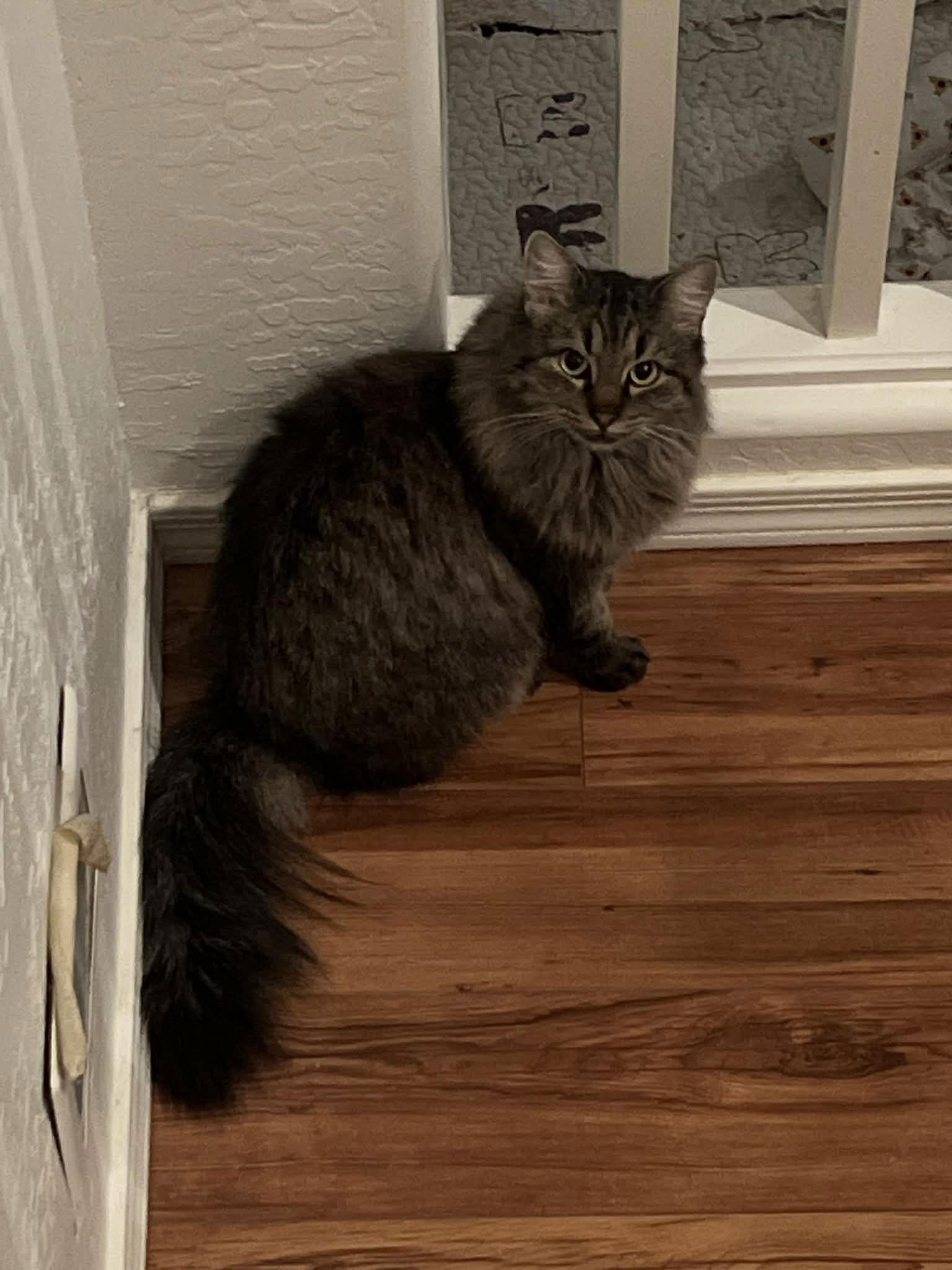 Maggie, Adoptable, Adult Female Domestic Long Hair.