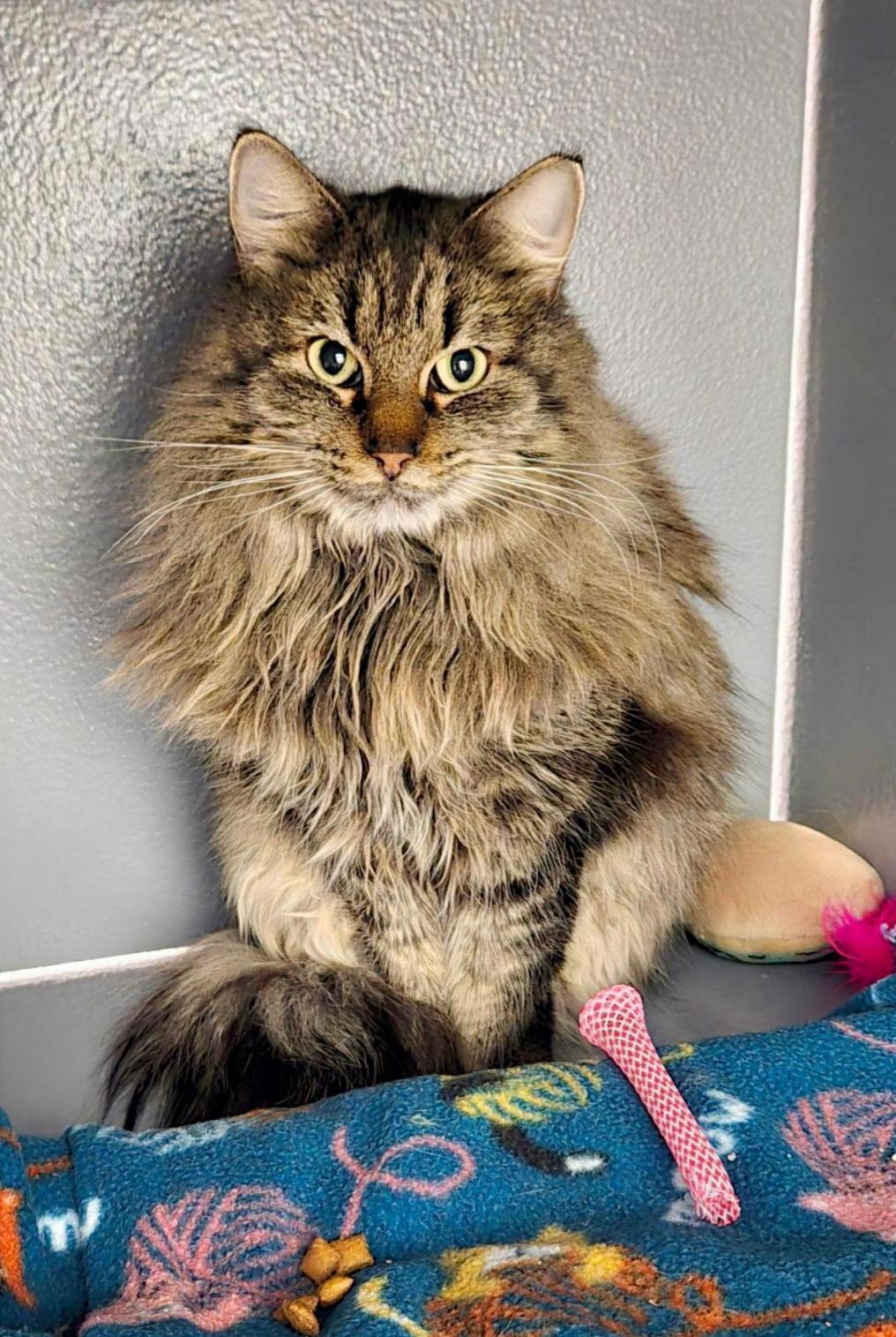 Enlarge Maggie, a Adoptable Domestic Long Hair in Glendale, AZ image 2/3
