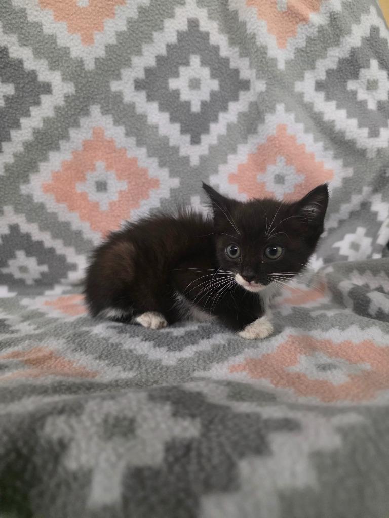 Enlarge Berlin, a Adoptable mixed breed in Rockport, TX image 2/3