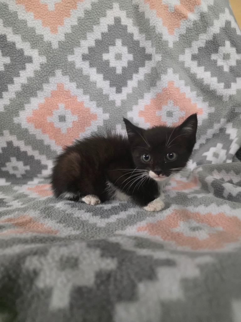 Enlarge Berlin, a Adoptable mixed breed in Rockport, TX image 3/3