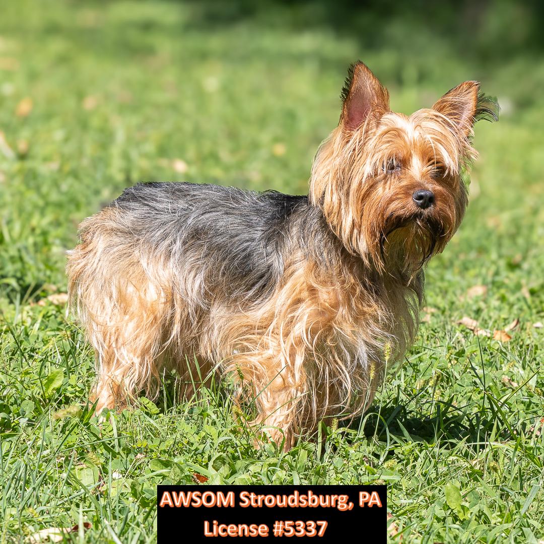 Enlarge Nugget, a Adopted mixed breed in Stroudsburg, PA image 1/2