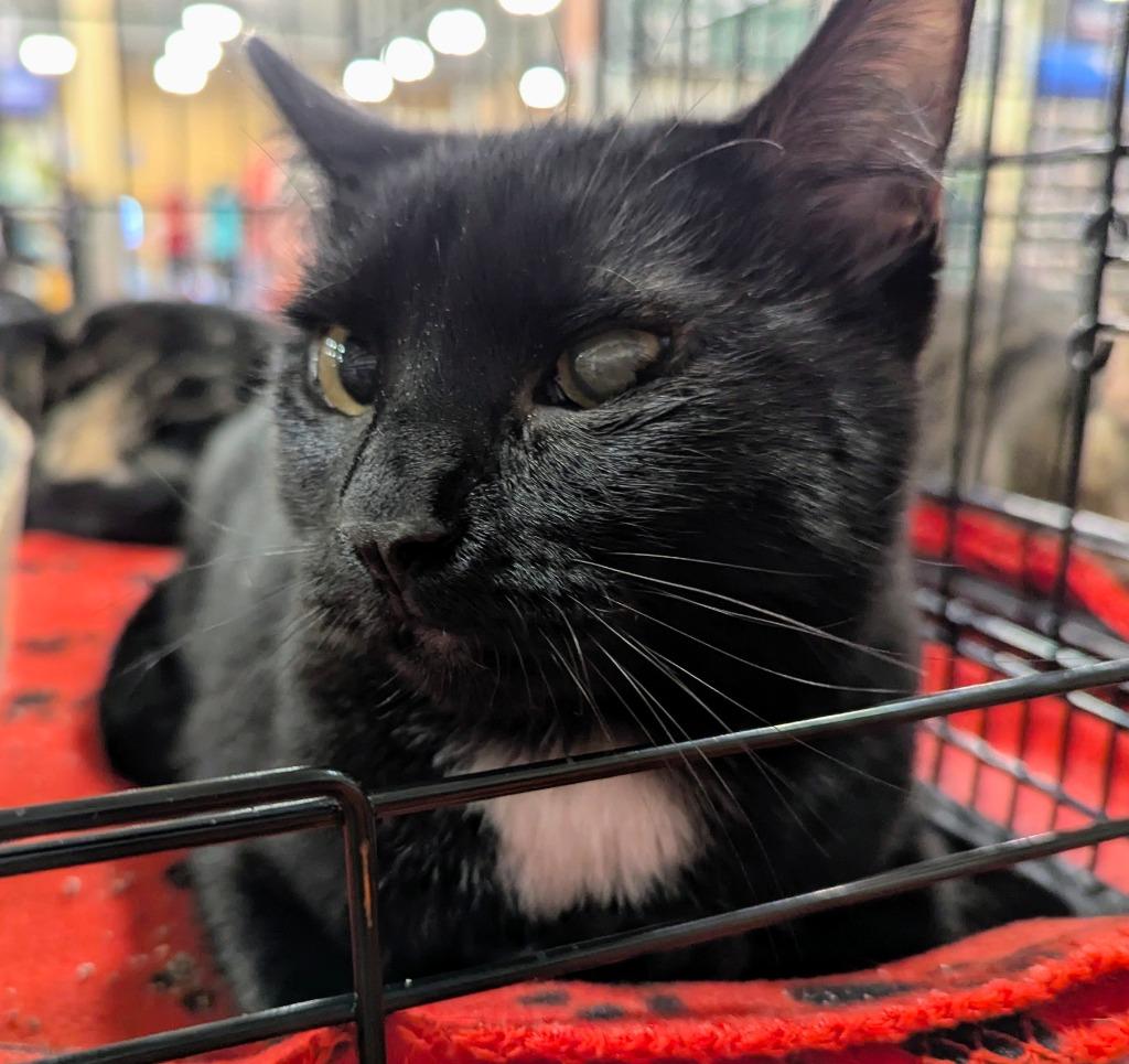 Piglet, Adoptable, Young Male Domestic Short Hair.