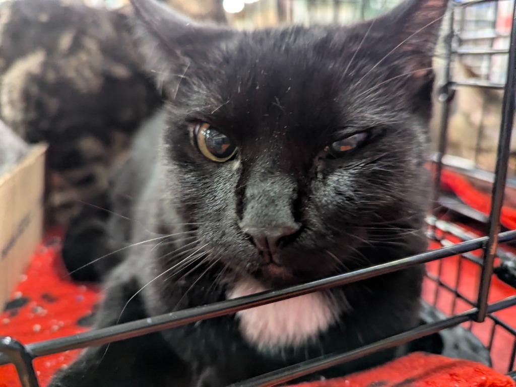 Enlarge Piglet, a Adoptable mixed breed in Olathe, KS image 2/3