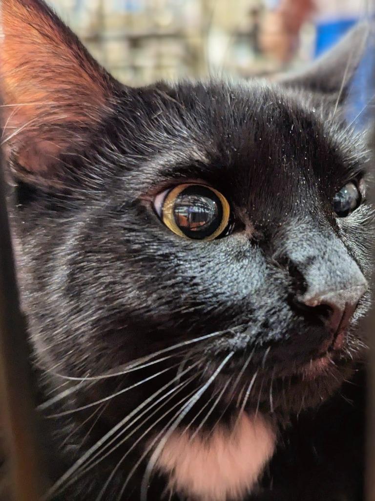 Enlarge Piglet, a Adoptable mixed breed in Olathe, KS image 3/3