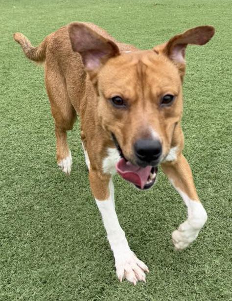 Nash, an adopted mixed breed in Carrollton, TX image 3/4