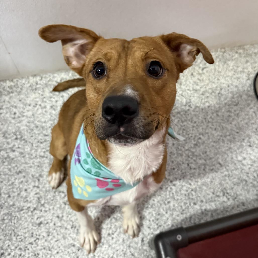Nash, adopted, Adult Male Terrier.