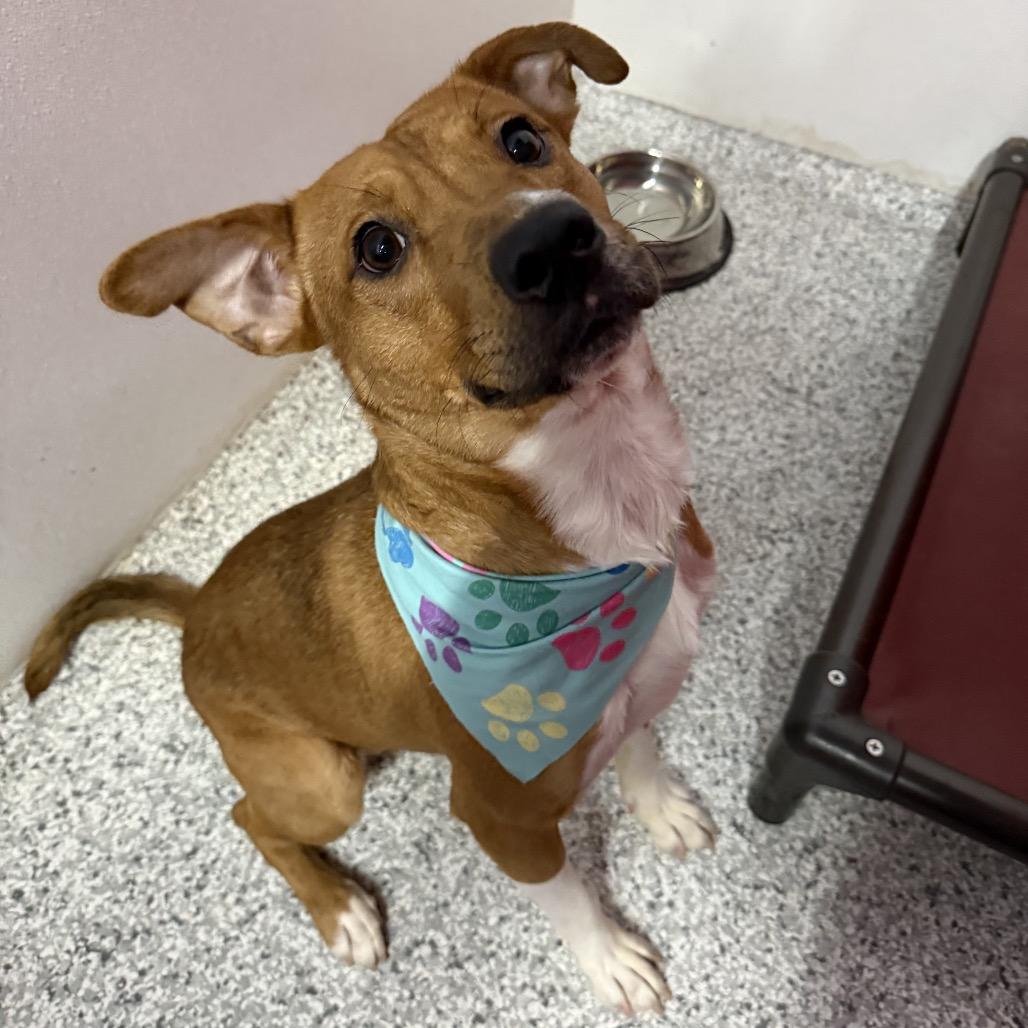 Nash, an adopted mixed breed in Carrollton, TX image 4/4