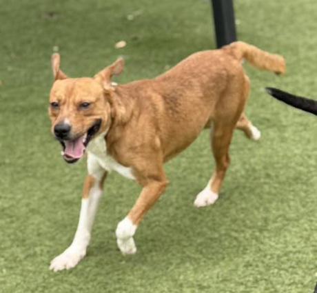Nash, an adopted mixed breed in Carrollton, TX image 2/4
