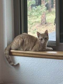 Enlarge Jack, a Adoptable mixed breed in Divide, CO image 1/3