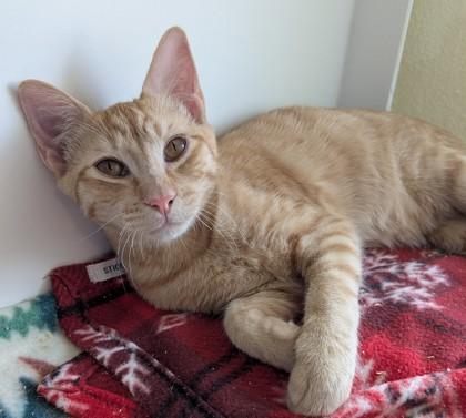 Enlarge Jack, a Adoptable mixed breed in Divide, CO image 2/3