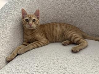 Enlarge Jack, a Adoptable mixed breed in Divide, CO image 3/3