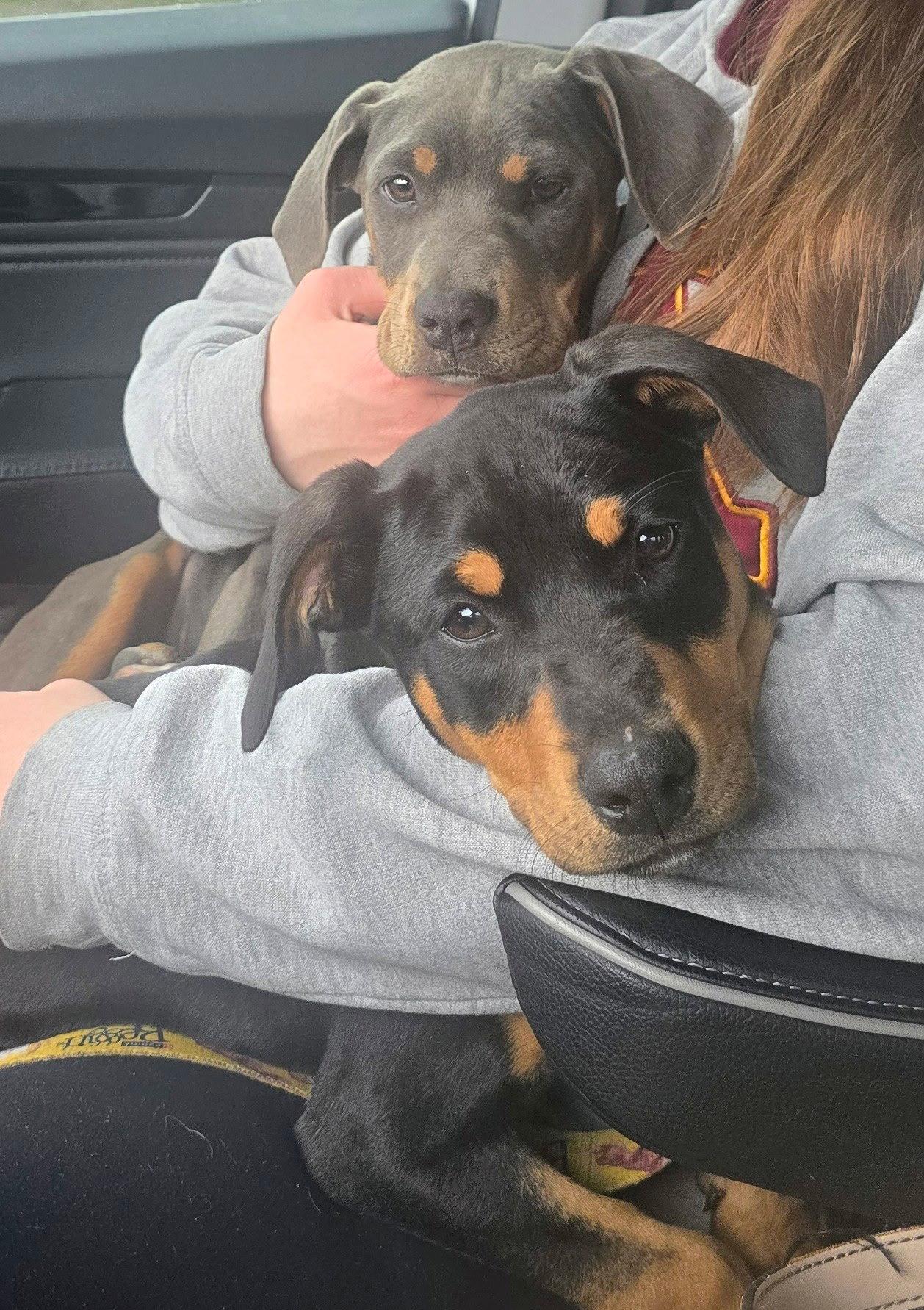 Briella, Adopted, Puppy Female Doberman Pinscher.